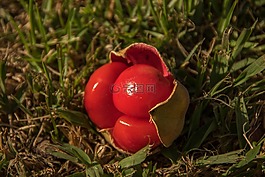 紅色,水果,漿果