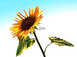 太陽花,黃色,天空