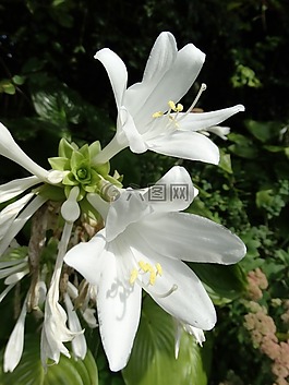 鮮花,開花,白
