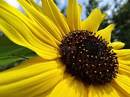 太陽(yáng)花,鮮花,開(kāi)花