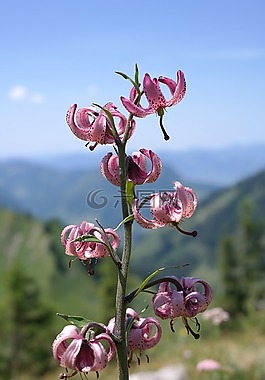 土耳其人的章莉莉,花,开花