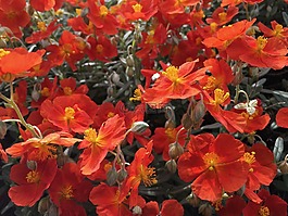 自然,花,植物區(qū)系