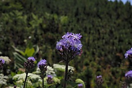 巖參屬阿爾皮納,花,開花