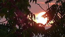 日落,顏色,葉子