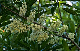 蓝quandong,elaeocarpus angustifolius,树