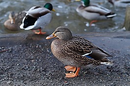 鴨,鳥