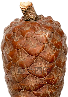 孤立,松球果,性質(zhì)