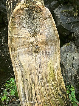 樹(shù),木材,大自然