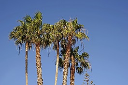 棕櫚樹,天空,藍(lán)色