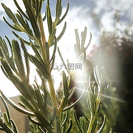 迷迭香,草本植物,中药