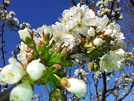 花卉,樹,性質(zhì)