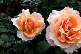 性質(zhì),開花,夏季