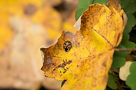 性質(zhì),葉子,廠