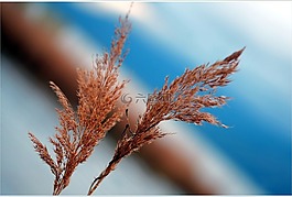 reed,干燥,孤獨的