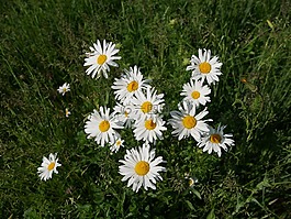 margriet,植物,草