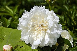 牡丹,花,開花