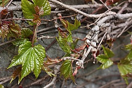 藤,葉子,登山者植物