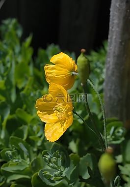 冰島罌粟,花,開花