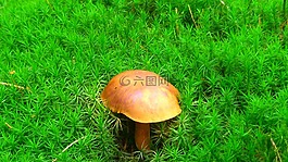 板栗,蘑菇,森林