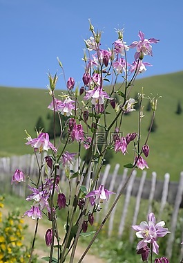 鴿的,花,開花