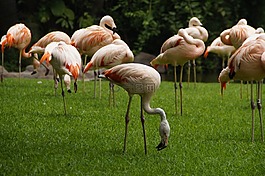 火烈鳥,粉紅色的火烈鳥,鳥類