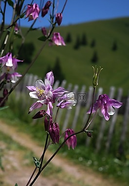鴿的,花,開花