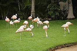 火烈鳥,粉紅色的火烈鳥,鳥類