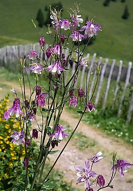 鴿的,花,開花