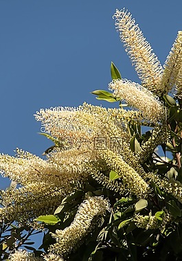 開花,鮮花,樹