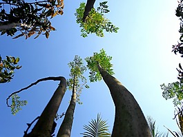 天空,樹,藍色