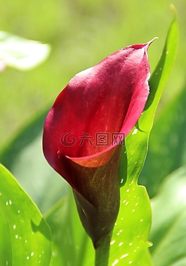 馬蹄蓮,開花,花