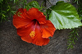 芙蓉,紅色,盛開