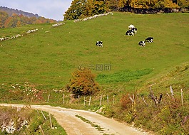 路,山,游覽