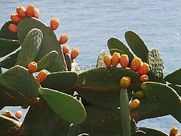 仙人掌,水果,梨仙人掌