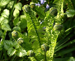 蕨類,綠色,植物