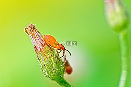 甲蟲(chóng)，昆蟲(chóng),昆蟲(chóng),印度