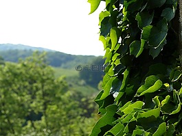 常春藤,efeuranke,登山者