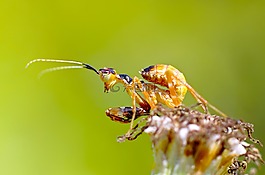 螳螂,甲蟲(chóng)，昆蟲(chóng),昆蟲(chóng)