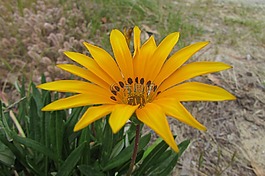 黃色,花,自然