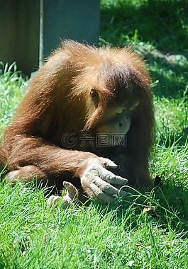猴子,動(dòng)物園,動(dòng)物