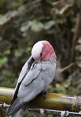 galah,澳大利亞,鸚鵡