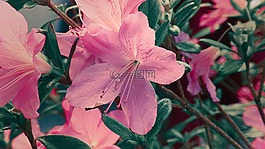 映山紅,花,粉色