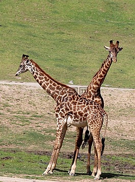 長頸鹿,野生動物,動物