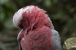 galah,澳大利亞,鸚鵡