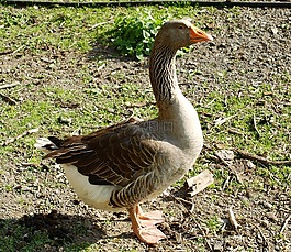 鵝,鳥,家禽