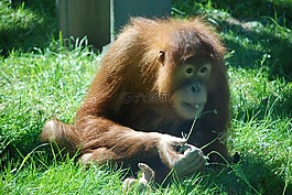猴子,動(dòng)物園,動(dòng)物