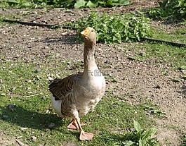 鵝,家禽,動物