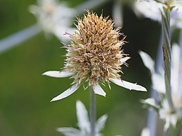 薊,花園,花