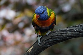 羅莉,羅洛公園,動物園
