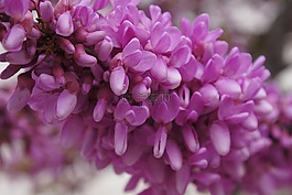 鮮花,花,紫